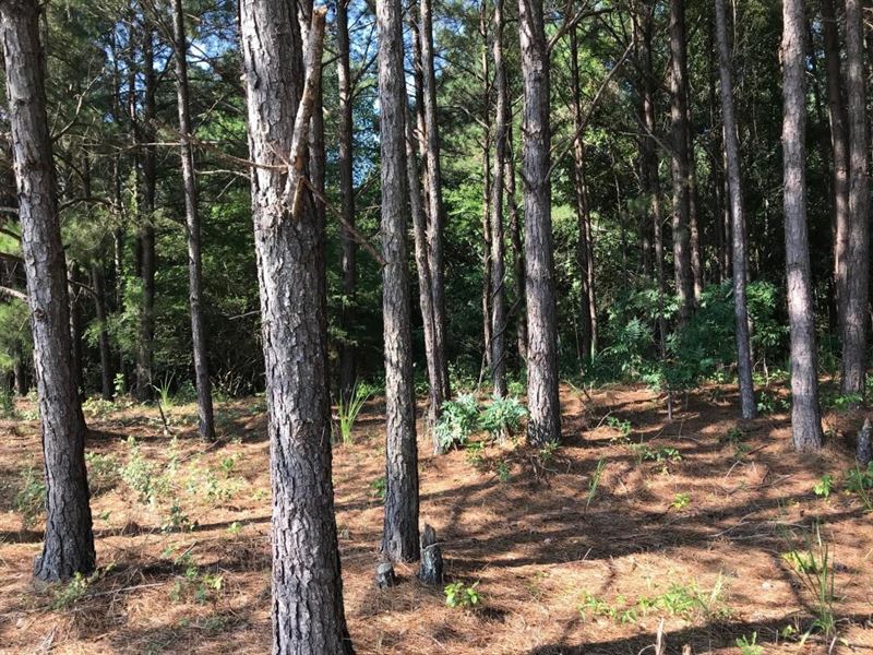 Box Creek Hunting Timber Investment : Gordo : Pickens County : Alabama