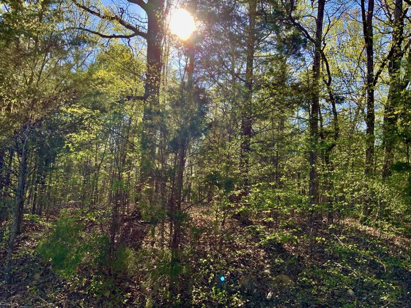 5 Acre Buildable Tracts Minutes Fro : Dover : Stewart County : Tennessee