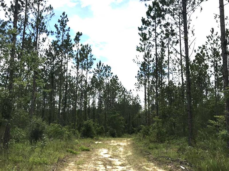 Barbarrow Tract, 150, Acres : Bay Minette : Baldwin County : Alabama