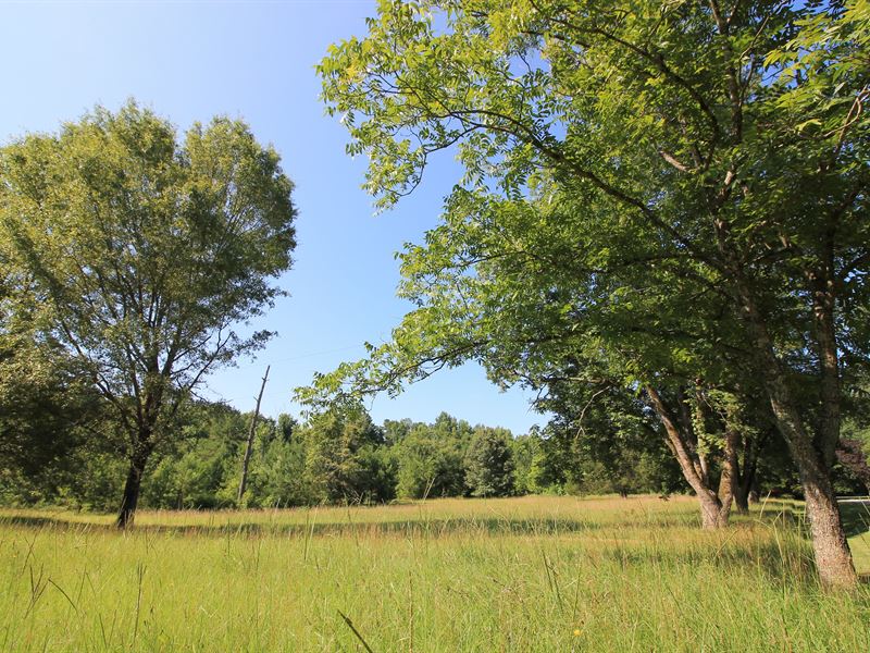Mix Of Pine - Hardwood & Pear Trees : Madison : Morgan County : Georgia