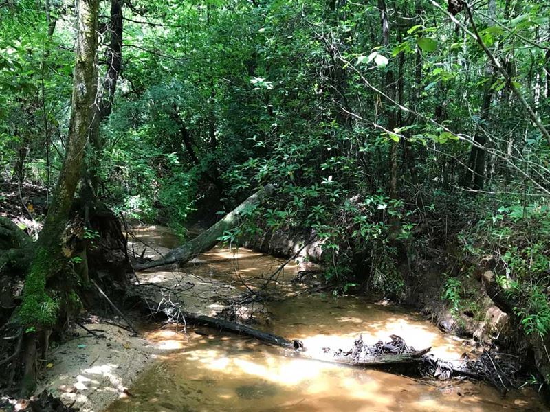 West Sepulga River Tract - 80 Acres : Evergreen : Conecuh County : Alabama