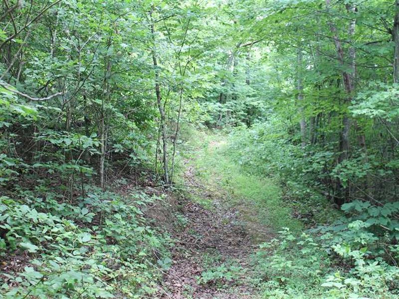 29.5 Secluded Wooded Acres Hart CO : Munfordville : Hart County : Kentucky