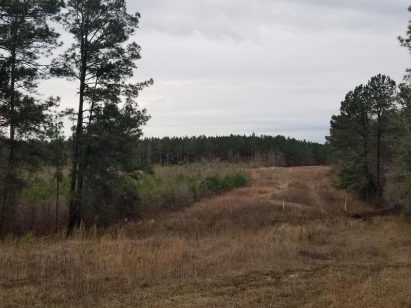 Barge Landing Road Timber Tract, LA : Nebo : La Salle Parish : Louisiana
