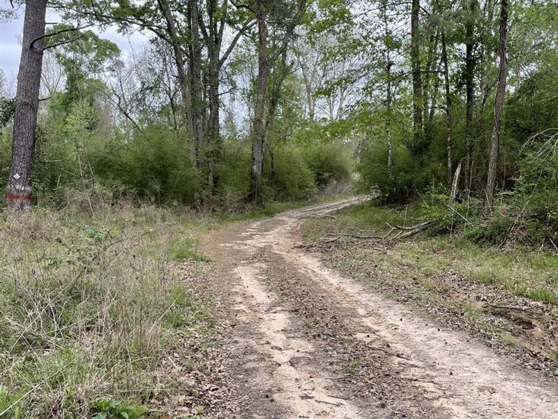 Oakdale Tract, Rapides Parish, 25.9 : Oakdale : Rapides Parish : Louisiana