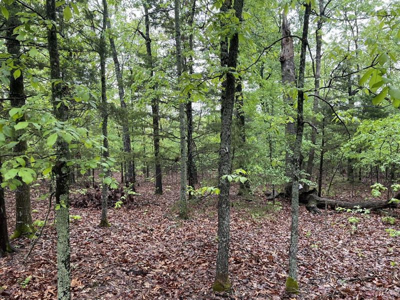 11 Acres, Wooded, On Gravel Road : Ash Flat : Sharp County : Arkansas