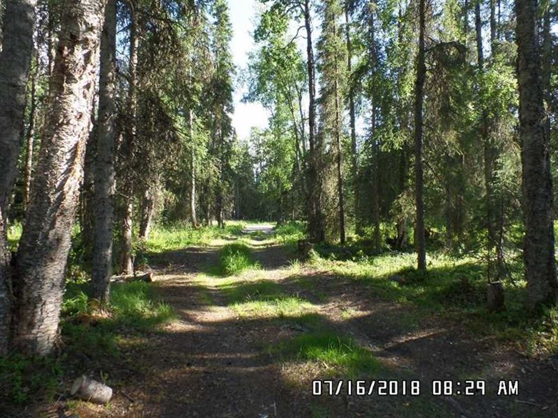 Vacant 9.56 Heavily Wooded Acres : Kenai : Kenai Peninsula Borough : Alaska