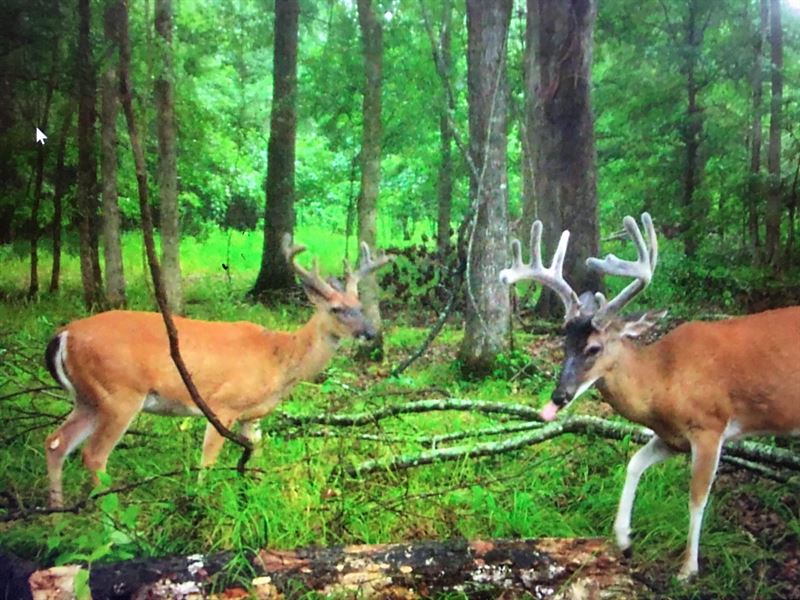 600 Acres of Virgin Bottomland Hard : Holcomb : Grenada County : Mississippi