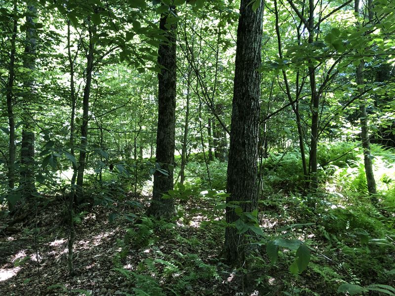 Southern Tier Hunters Camp Spot : North Norwich : New York County : New York