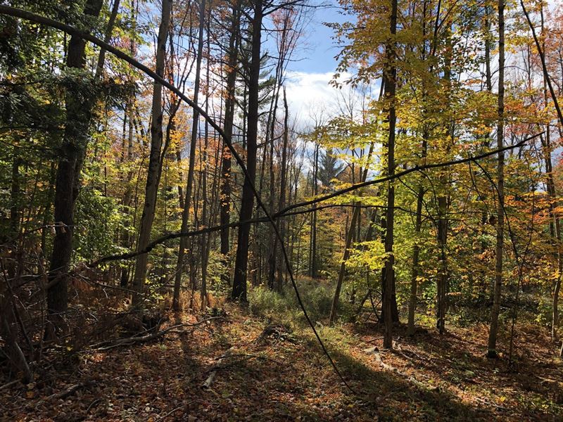 Near Independence River State Land : Lowville : New York County : New York