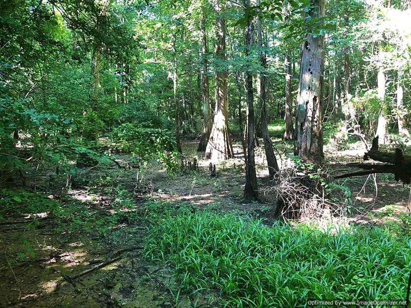 Awesome Hunting & Timber Tract : Columbia : Marion County : Mississippi