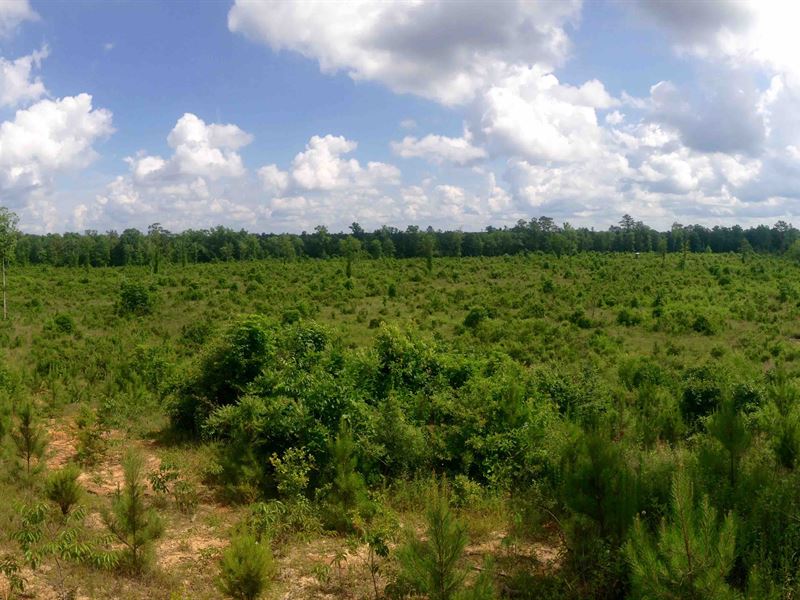 Great Hunting & Investment : Poplarville : Pearl River County : Mississippi