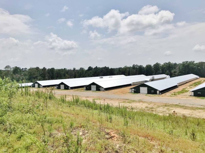 12 New Premium Pay Broiler Houses : Heidelberg : Jones County : Mississippi