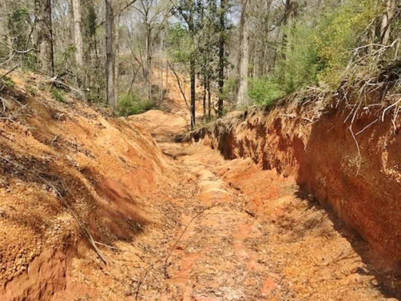 40 Acres Timberland for Sale, McCom : McComb : Pike County : Mississippi