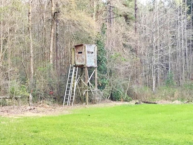 125 Acres Timberland Bordering Nati : Liberty : Amite County : Mississippi