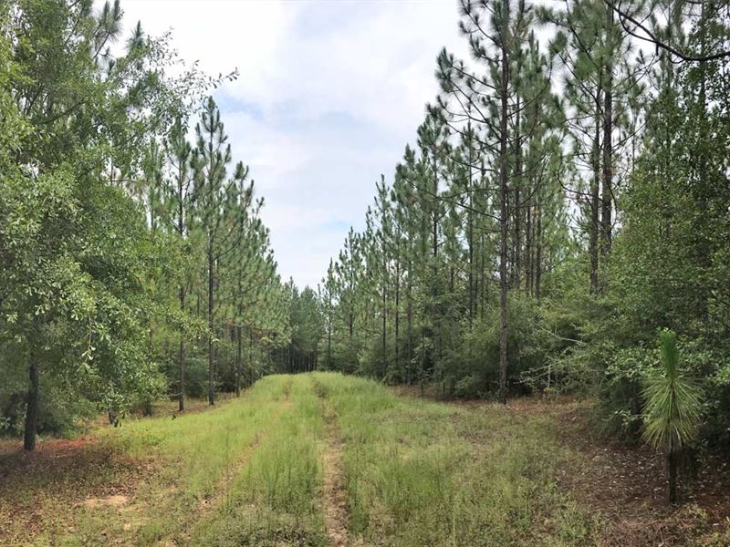 Mable Leigh Tract : Brewton : Escambia County : Alabama