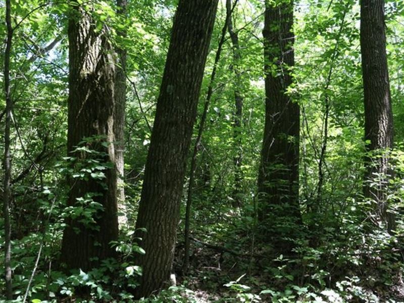 Rare Find 32 Acres Zoned A-2 : Black Earth : Dane County : Wisconsin