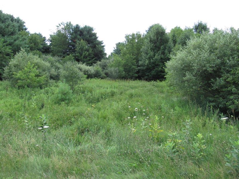 Wooded Acreage with Creek : Custer : Mason County : Michigan