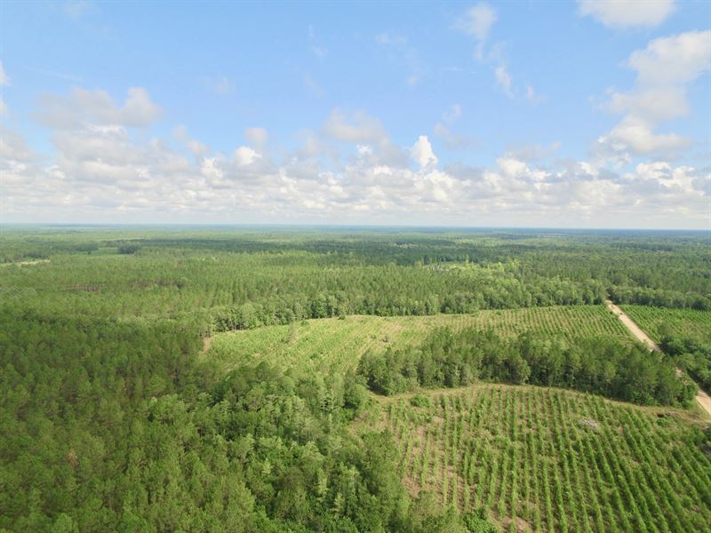 381 Ac Recreational / Hunting Tract : Hinesville : Long County : Georgia