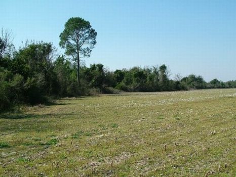 308+- Farmland : Abbeville : Wilcox County : Georgia