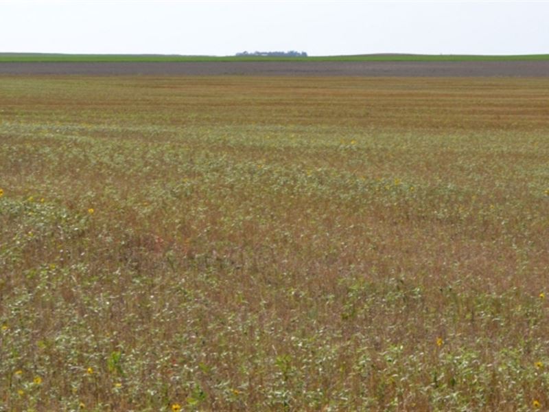 Manning Dryland : Dix : Kimball County : Nebraska