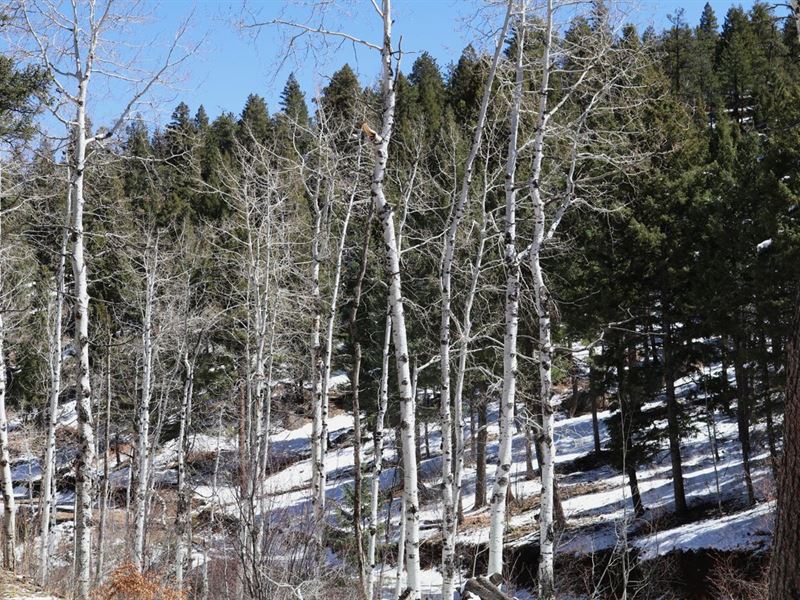 Whispering Pines : Sedalia : Douglas County : Colorado
