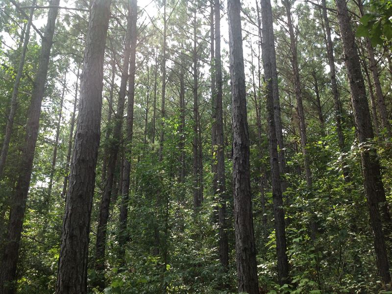 Hunting and Timberland : Clanton : Chilton County : Alabama