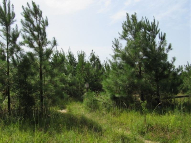 76 Acres On Pike 93 in Osyka, Ms : Osyka : Pike County : Mississippi