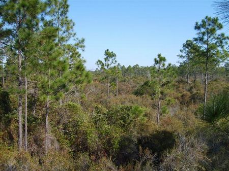 60 Acres for $1050 Per Acre : Perry : Taylor County : Florida