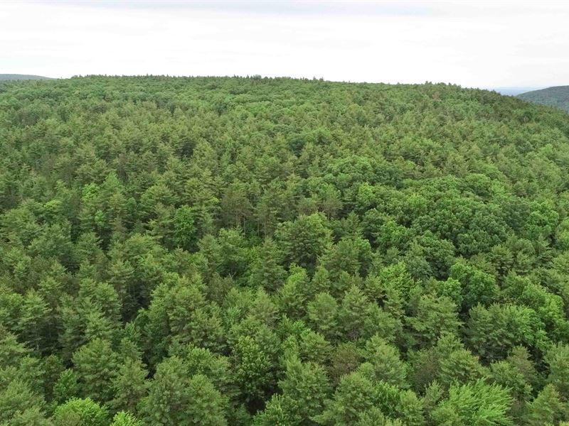 Large Wooded Building Site : Coeymans : Albany County : New York