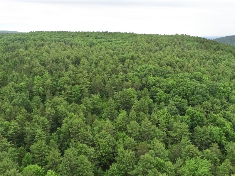 Sloping Topography and Woods : Coeymans : Albany County : New York