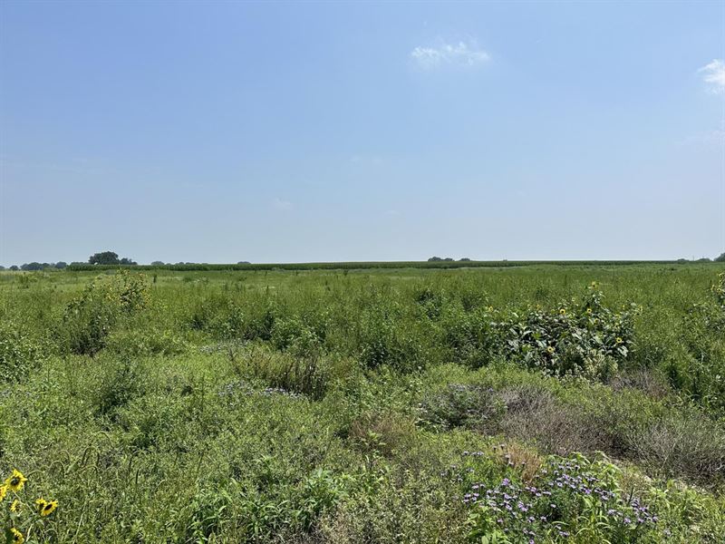 17.34 Acres CR 204 : Falls City : Wilson County : Texas
