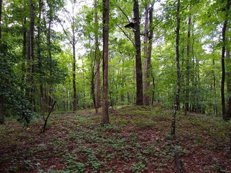 38 Acres - Chesterfield County Sc : Jefferson : Chesterfield County : South Carolina