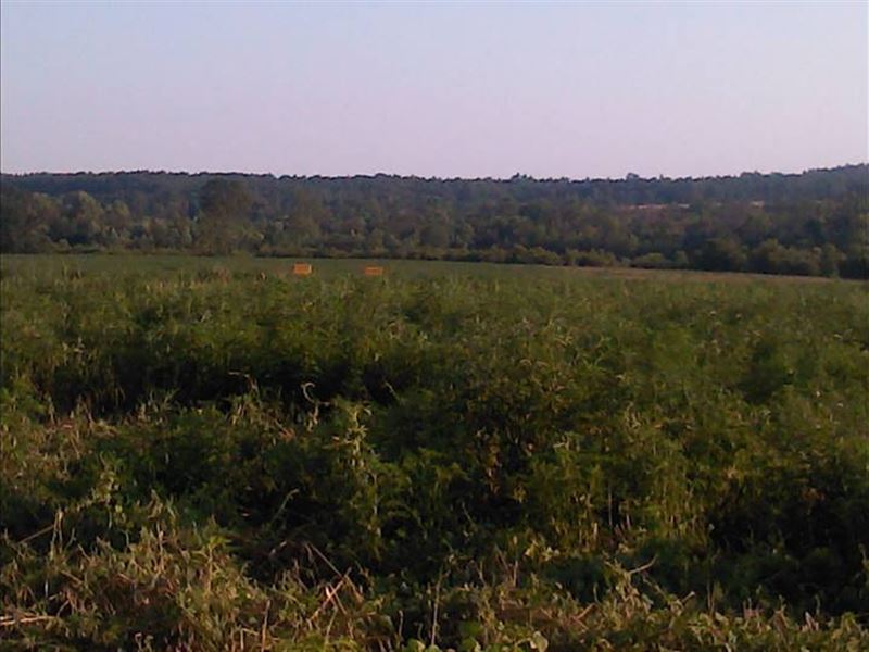 Owner Financing in Aiken County, Sc : Wagener : Aiken County : South Carolina
