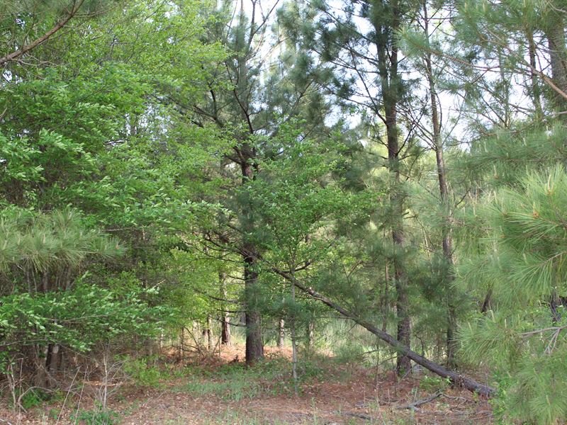 Beautiful Tranquil Wooded Homesite : De Kalb : Bowie County : Texas