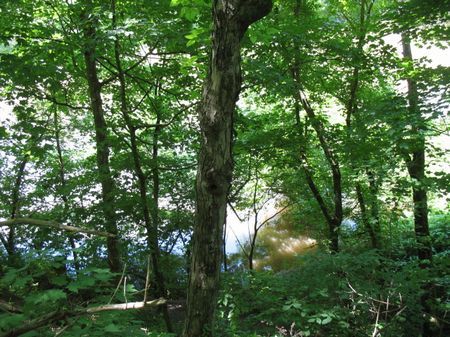 278822 Frontage On Nolichucky River : Greeneville : Greene County : Tennessee
