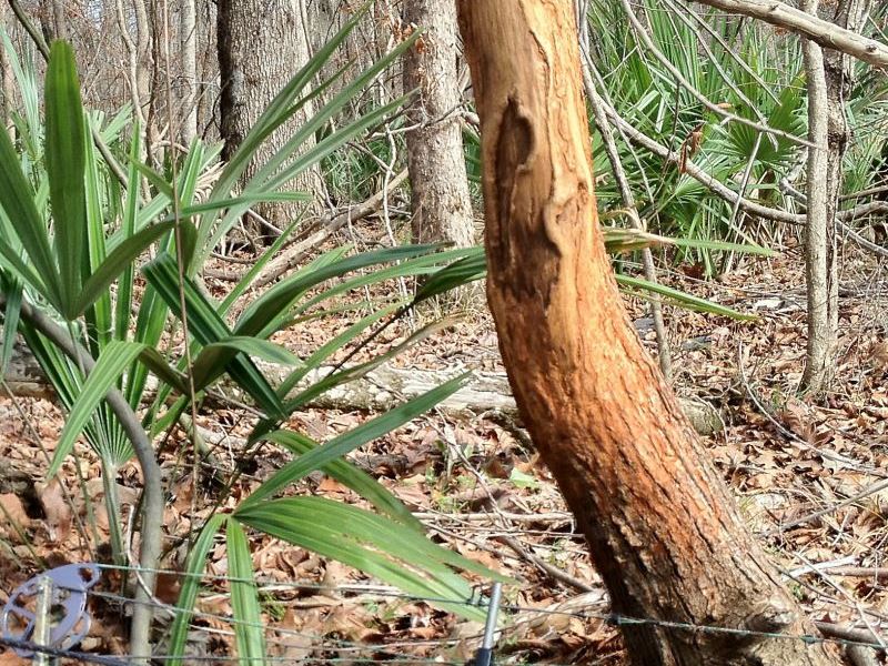 3-015 Line Creek Plantation : Pike Road : Montgomery County : Alabama