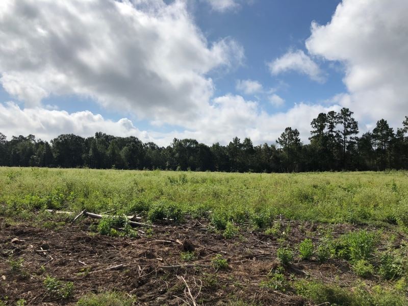 40 Acres in Pike County : Magnolia : Pike County : Mississippi