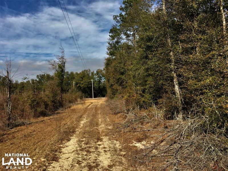 Hunting Property with Home Site : Williston : Barnwell County : South Carolina
