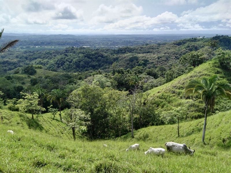 Very Large Cattle Ranch Parrita : Parrita : Costa Rica