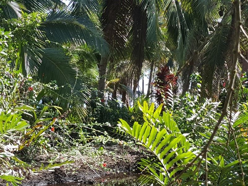 Bocas Del Toro Coastal Beach Lot : Panama