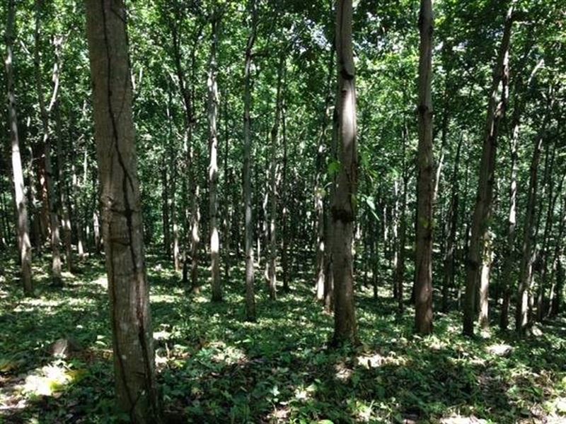 Timber Farm, Titled, Bocas Del Toro : Panama