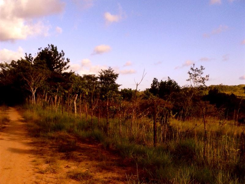Land for Sale in Penonome, Panama : Panama