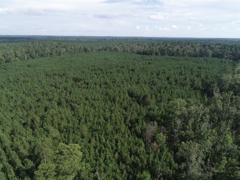 Investment Young Pine Timberland : Carthage : Dallas County : Arkansas