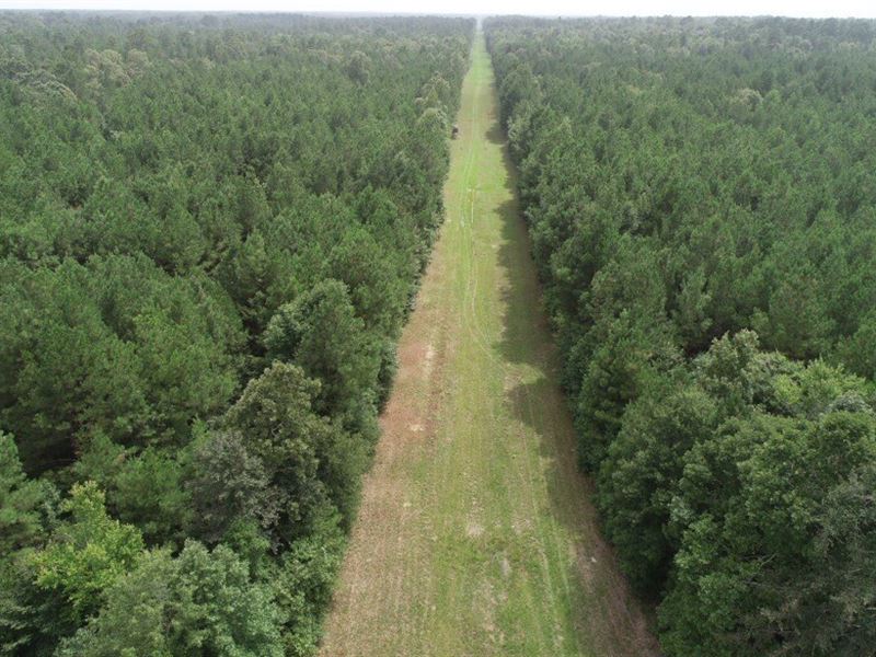 Young Pine Timber Land Calhoun : Hampton : Calhoun County : Arkansas