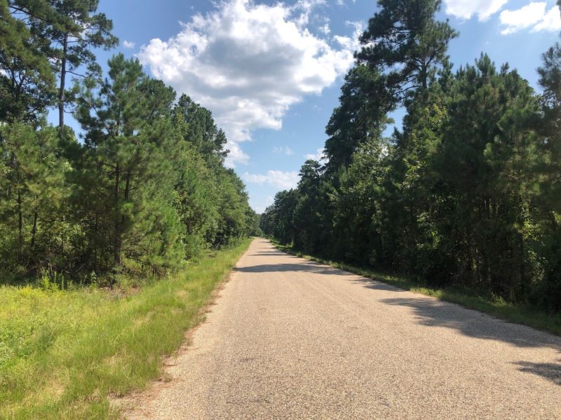 Pine Timber Land Home Potential : Hampton : Calhoun County : Arkansas