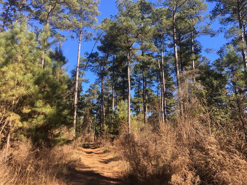 Union County Timberland Mineral : Mount Holly : Union County : Arkansas