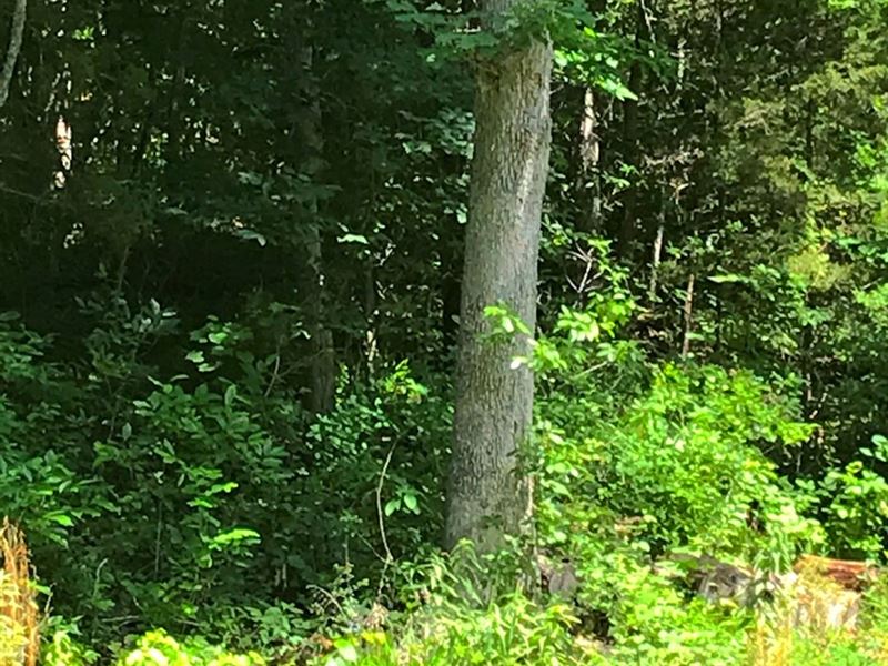 Hunting Property Northern Arkansas : Mountain Home : Baxter County : Arkansas