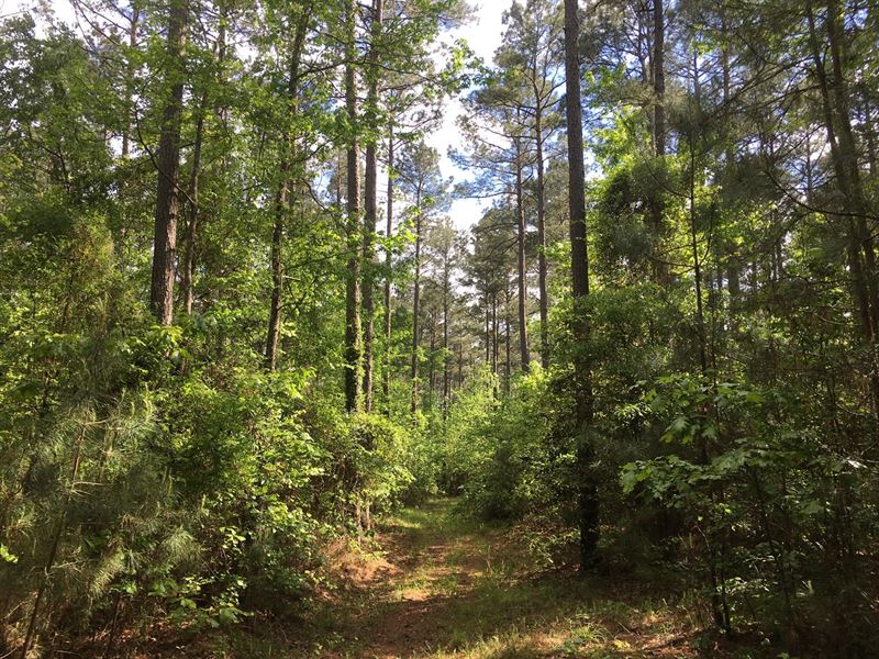 Natural Pine Timberland Hardwood : Stephens : Columbia County : Arkansas