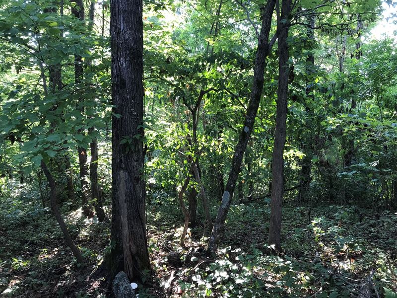 Recreational/Hunting Property : Witts Springs : Searcy County : Arkansas