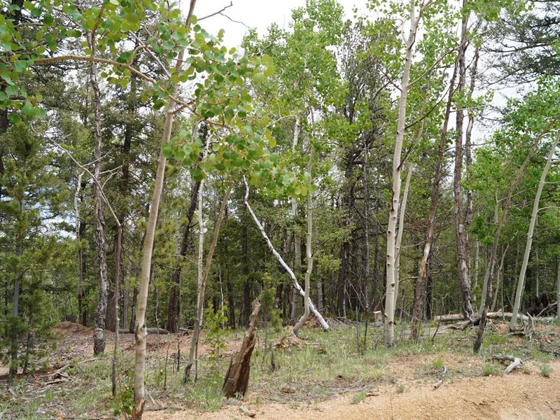 Land for Sale in Cripple Creek, CO : Cripple Creek : Teller County : Colorado